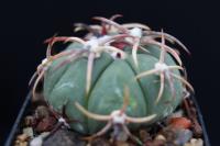 Echinocactus horizonthalonius VZD 491